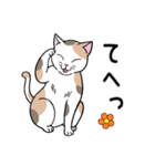 ねこちゃんいっぱい4 毎日つかえる（個別スタンプ：20）