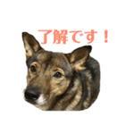 雑種犬たわし（個別スタンプ：1）