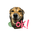 雑種犬たわし（個別スタンプ：2）