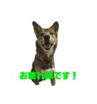 雑種犬たわし（個別スタンプ：3）