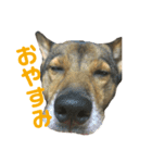 雑種犬たわし（個別スタンプ：4）