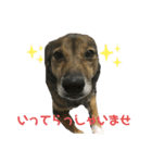 雑種犬たわし（個別スタンプ：5）