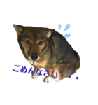 雑種犬たわし（個別スタンプ：6）
