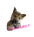 雑種犬たわし（個別スタンプ：7）