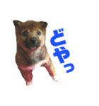 雑種犬たわし（個別スタンプ：8）