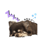 dog.ragn（個別スタンプ：1）