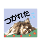dog.ragn（個別スタンプ：2）