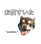 dog.ragn（個別スタンプ：3）