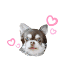 dog.ragn（個別スタンプ：5）