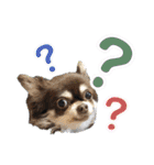 dog.ragn（個別スタンプ：7）