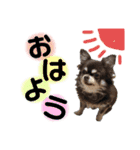 dog.ragn（個別スタンプ：8）