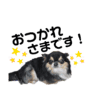 dog.ragn（個別スタンプ：9）
