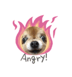 dog.ragn（個別スタンプ：13）