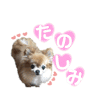 dog.ragn（個別スタンプ：14）