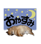 dog.ragn（個別スタンプ：15）