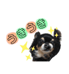 dog.ragn（個別スタンプ：17）