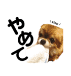 dog.ragn（個別スタンプ：21）