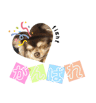 dog.ragn（個別スタンプ：24）
