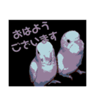 インコのあずきとセナのなかよしスタンプ‼（個別スタンプ：1）