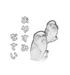 インコのあずきとセナのなかよしスタンプ‼（個別スタンプ：24）
