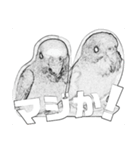 インコのあずきとセナのなかよしスタンプ‼（個別スタンプ：36）