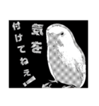 インコのあずきとセナのなかよしスタンプ‼（個別スタンプ：38）