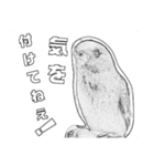 インコのあずきとセナのなかよしスタンプ‼（個別スタンプ：40）