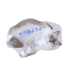 みんなのタマちゃん（個別スタンプ：3）