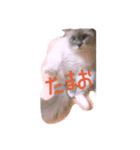みんなのタマちゃん（個別スタンプ：4）