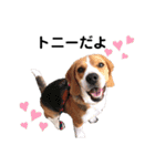 ビーグル犬´꒳`ฅTONY BOY♡（個別スタンプ：1）