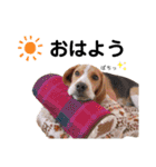 ビーグル犬´꒳`ฅTONY BOY♡（個別スタンプ：2）