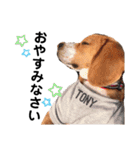 ビーグル犬´꒳`ฅTONY BOY♡（個別スタンプ：3）