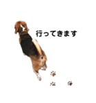 ビーグル犬´꒳`ฅTONY BOY♡（個別スタンプ：5）
