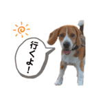 ビーグル犬´꒳`ฅTONY BOY♡（個別スタンプ：6）