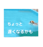 ビーグル犬´꒳`ฅTONY BOY♡（個別スタンプ：8）