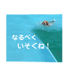 ビーグル犬´꒳`ฅTONY BOY♡（個別スタンプ：9）