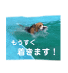 ビーグル犬´꒳`ฅTONY BOY♡（個別スタンプ：10）