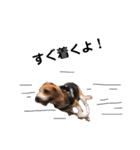 ビーグル犬´꒳`ฅTONY BOY♡（個別スタンプ：11）