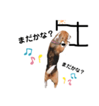 ビーグル犬´꒳`ฅTONY BOY♡（個別スタンプ：13）