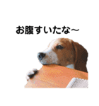 ビーグル犬´꒳`ฅTONY BOY♡（個別スタンプ：14）
