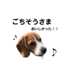 ビーグル犬´꒳`ฅTONY BOY♡（個別スタンプ：15）