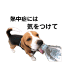 ビーグル犬´꒳`ฅTONY BOY♡（個別スタンプ：16）