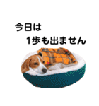 ビーグル犬´꒳`ฅTONY BOY♡（個別スタンプ：18）