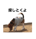 ビーグル犬´꒳`ฅTONY BOY♡（個別スタンプ：19）