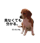ビーグル犬´꒳`ฅTONY BOY♡（個別スタンプ：20）