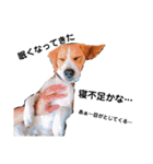 ビーグル犬´꒳`ฅTONY BOY♡（個別スタンプ：21）