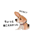 ビーグル犬´꒳`ฅTONY BOY♡（個別スタンプ：22）