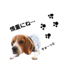 ビーグル犬´꒳`ฅTONY BOY♡（個別スタンプ：23）