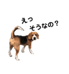 ビーグル犬´꒳`ฅTONY BOY♡（個別スタンプ：24）