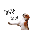 ビーグル犬´꒳`ฅTONY BOY♡（個別スタンプ：25）